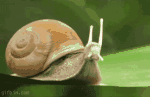 snailship