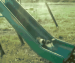 catrun